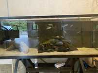 Vendo aquario300l