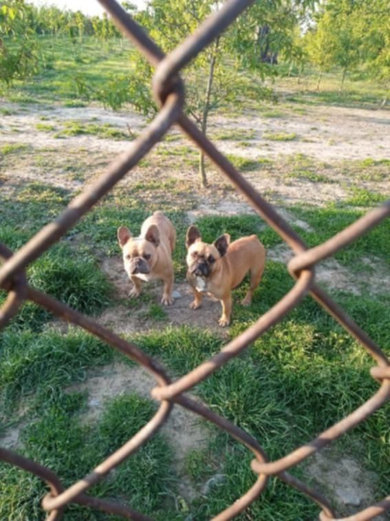 Buldog francuski suka