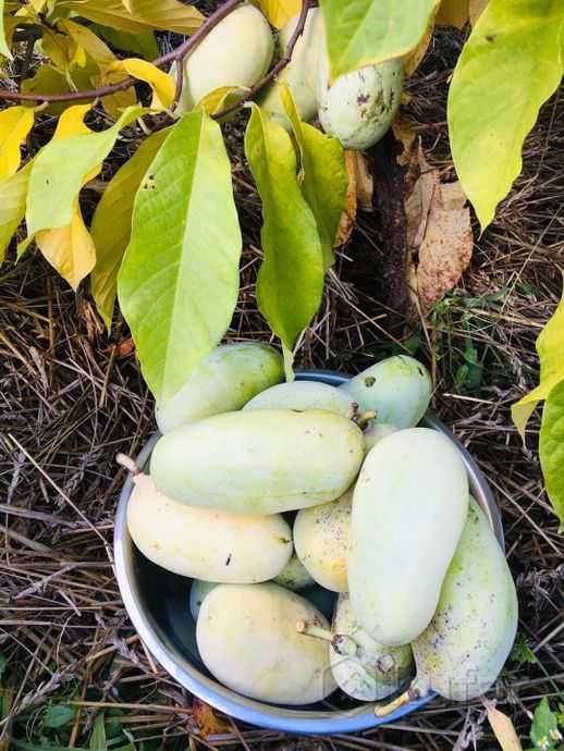 Азимина привитые саженцы. Банановое дерево