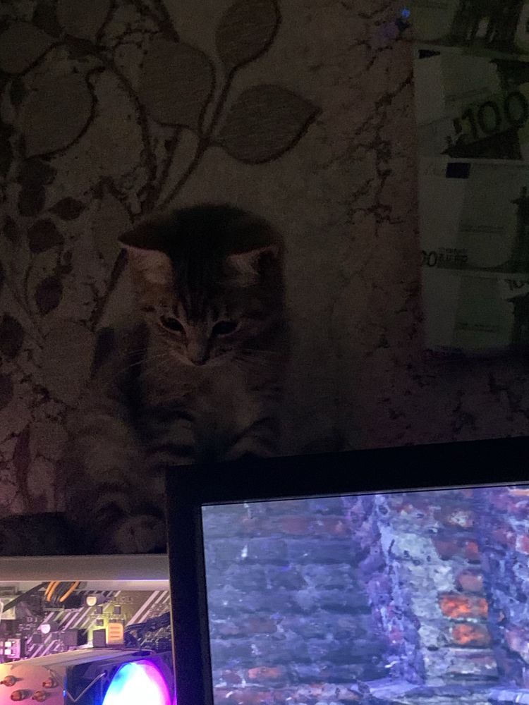 Кошеня шукає родину