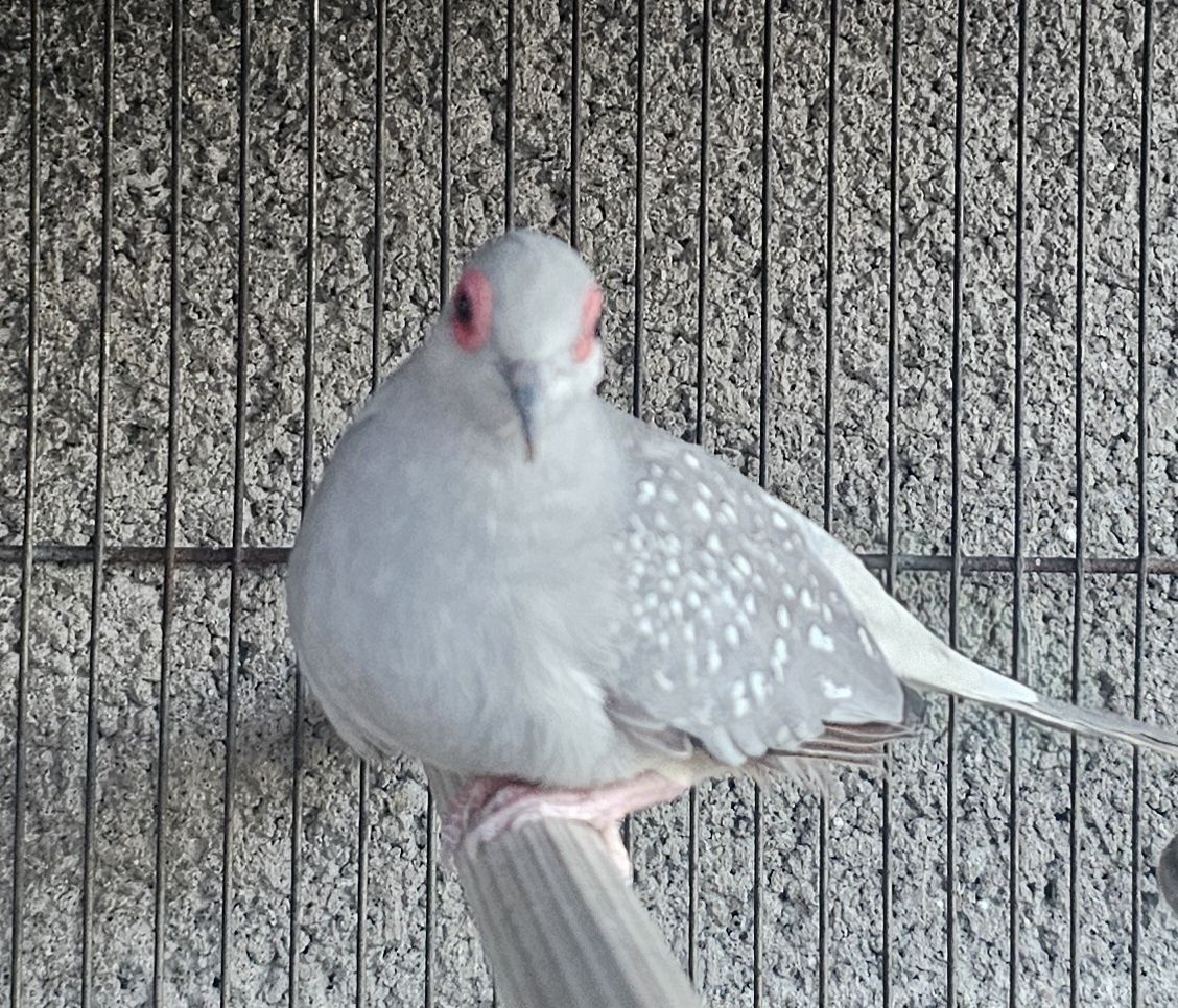 Macho bonito com bom porte
