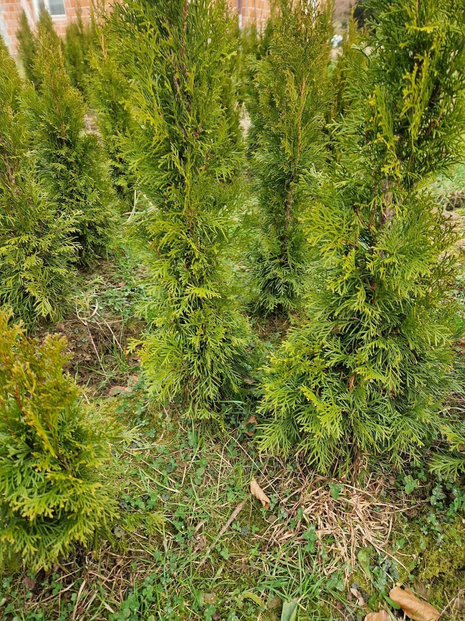 Tuja Thuja szmaragd 60-100 cm