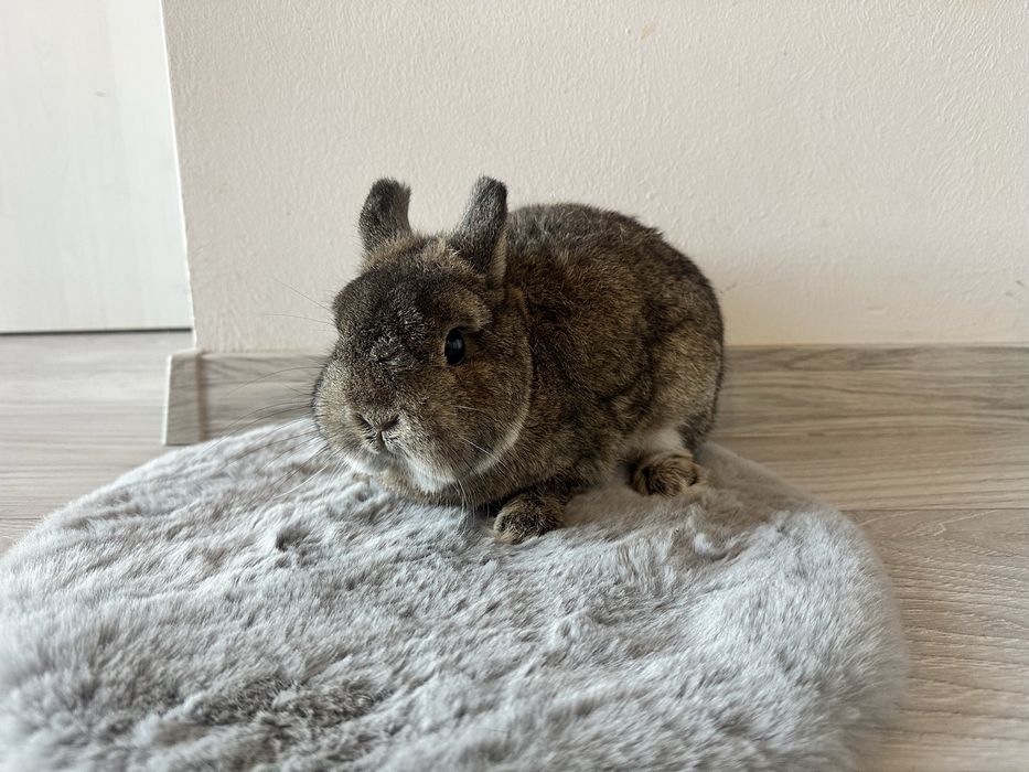 Karzełek Szary Samiec V-Champion