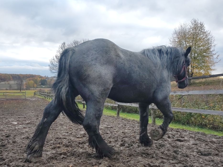 Klacz zimnokrwista - źrebna