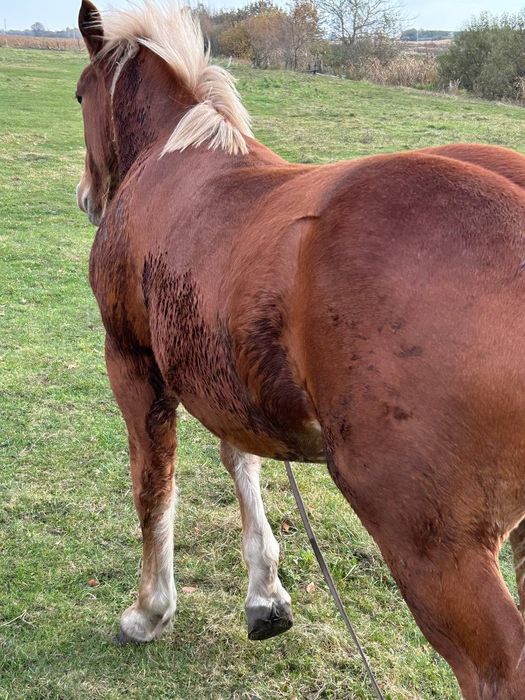Продам лоша,7 місяців