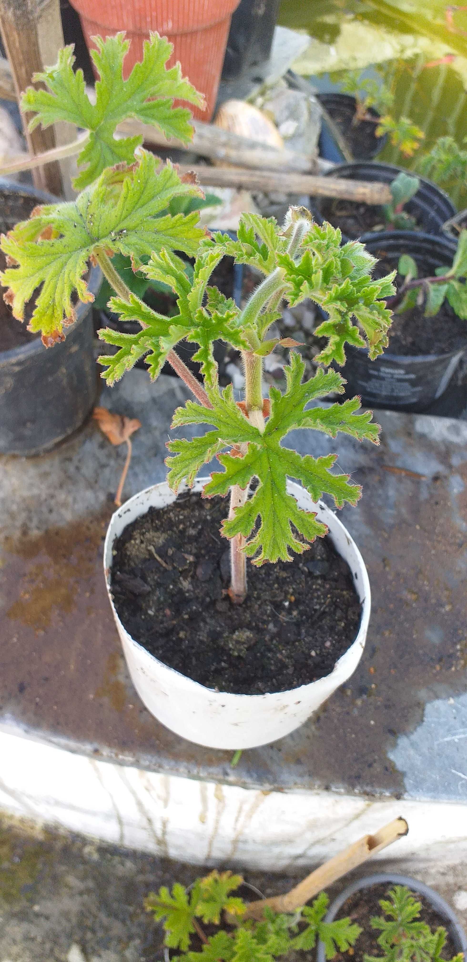 Citronella em vaso.