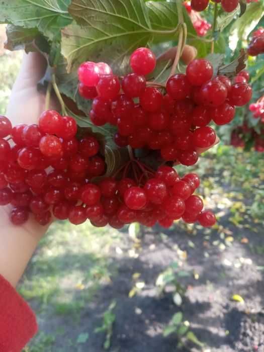 Лікарські рослини для ЗСУ