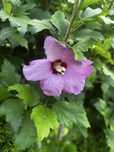 Hibiskusy 150-160cm