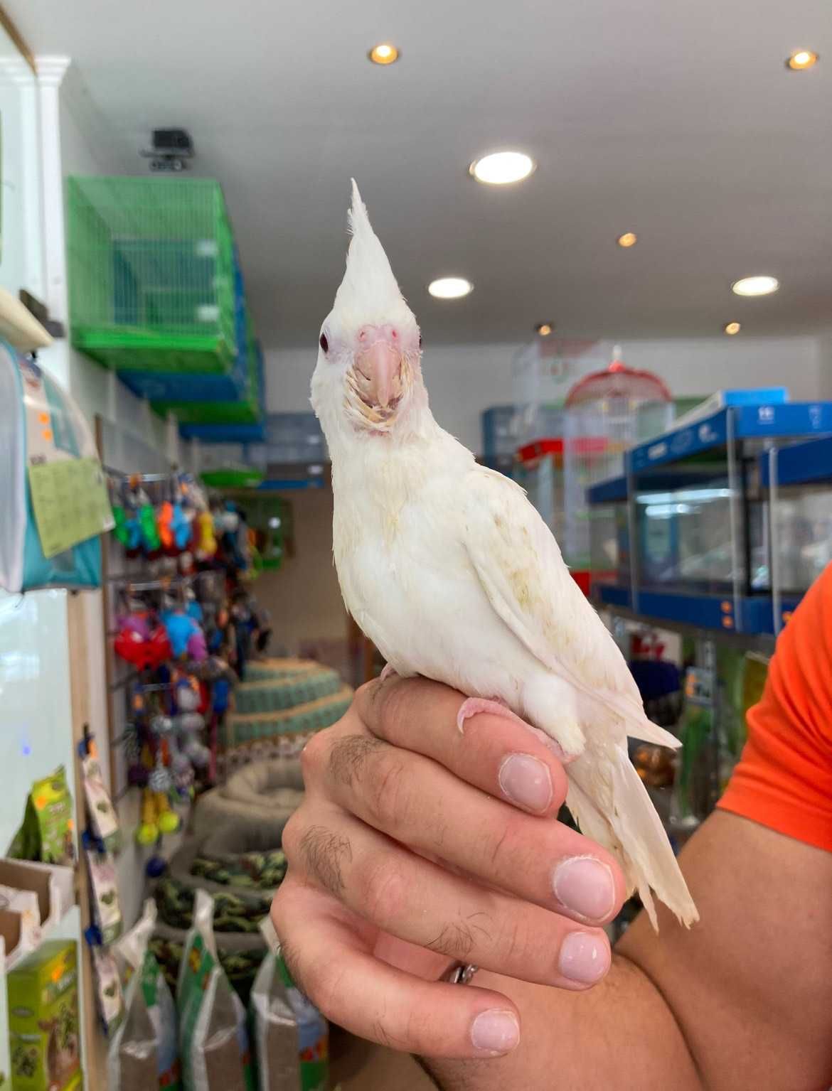 Caturras Domesticadas (acabar de criar a mão) LOJA PROFISSIONAL