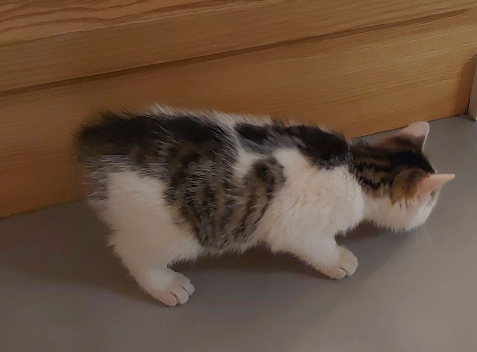 Oddam dwumiesięcznego kotka