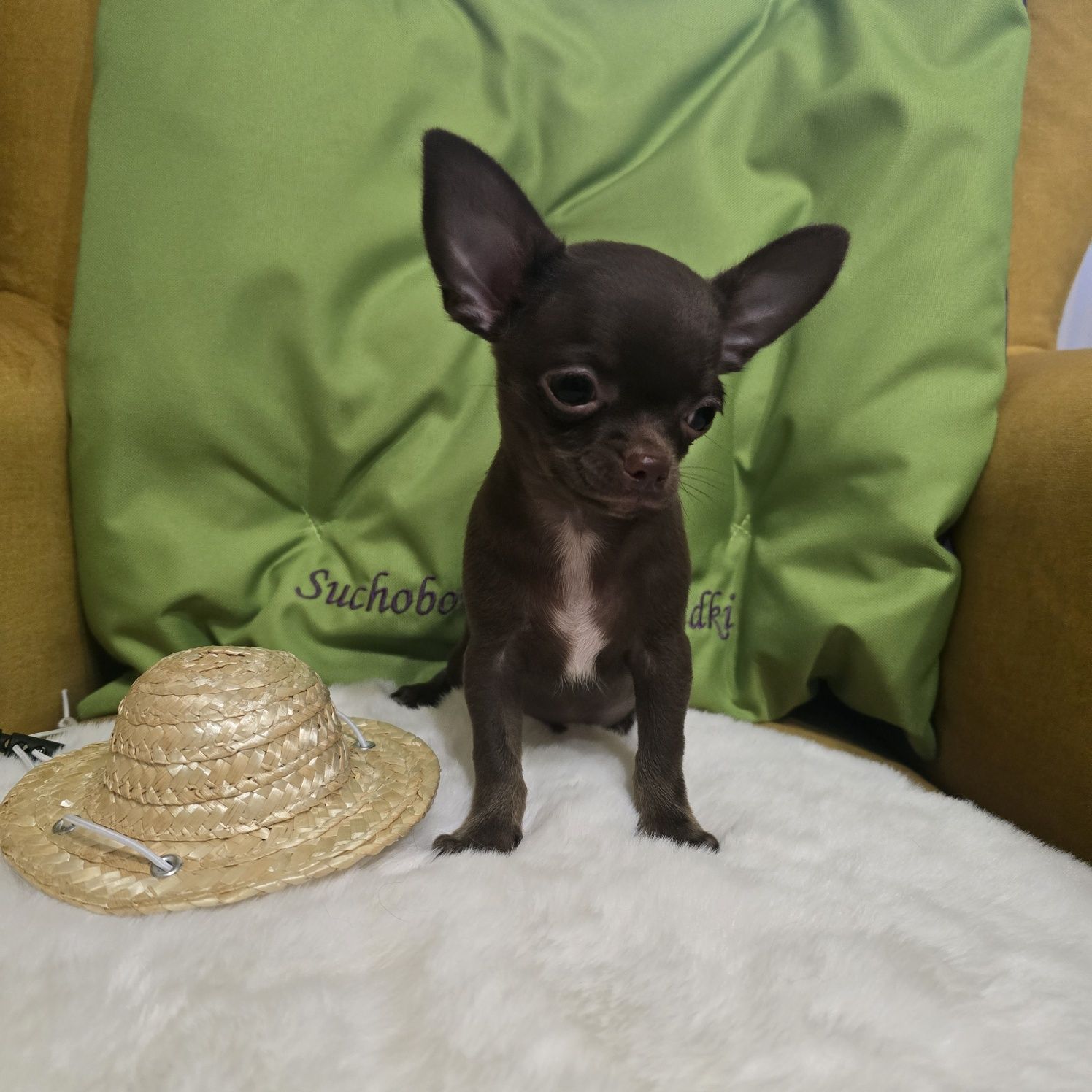 *Juz do odbioru *Chihuahua samiec  czekoladowy