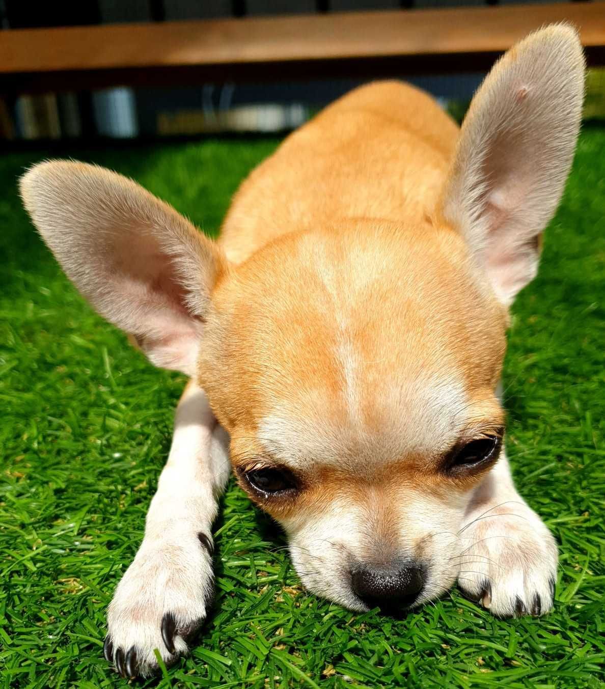 Piesek Chihuahua gotowy do odbioru