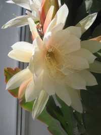 Цветок Эпифиллум, цветы на подарок
