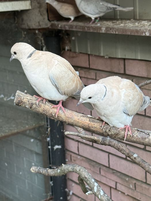 Gołąb cukrówka młode 2025