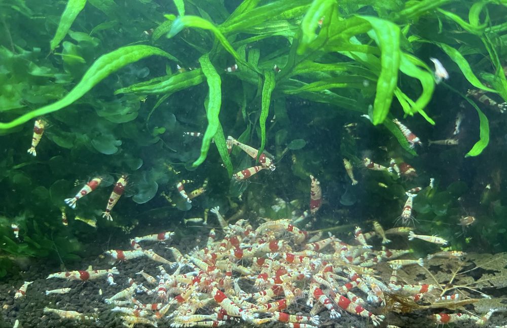 Krewetki Crystal red