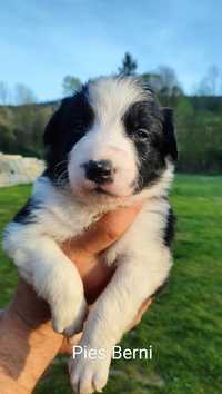 Border Collie szczenięta