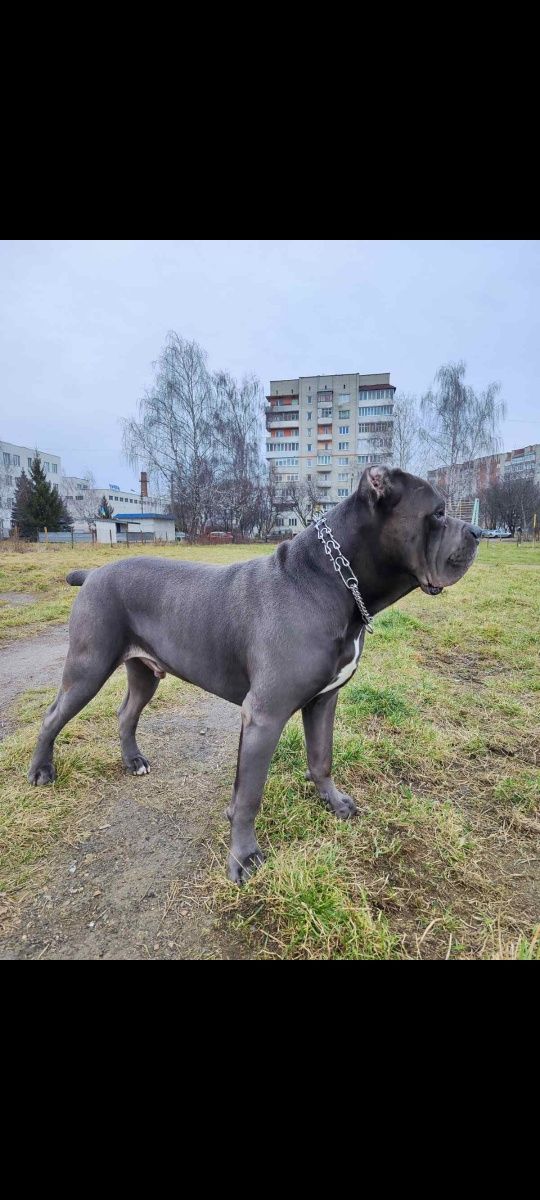 Щенята кане корсо