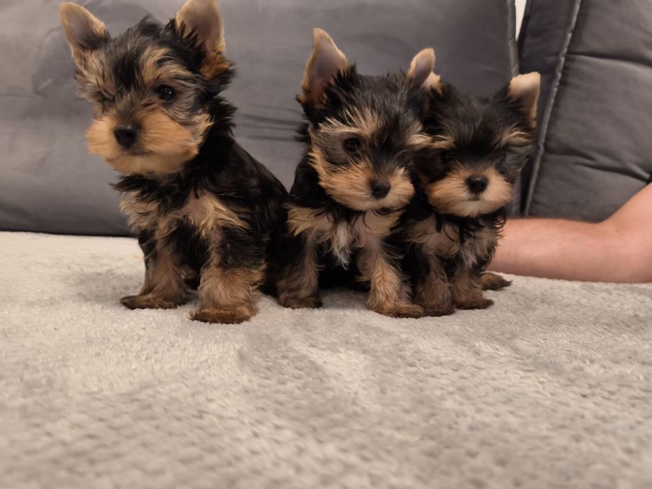 Yorkshire terrier