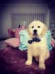 Excelente Golden Retriever com LOP