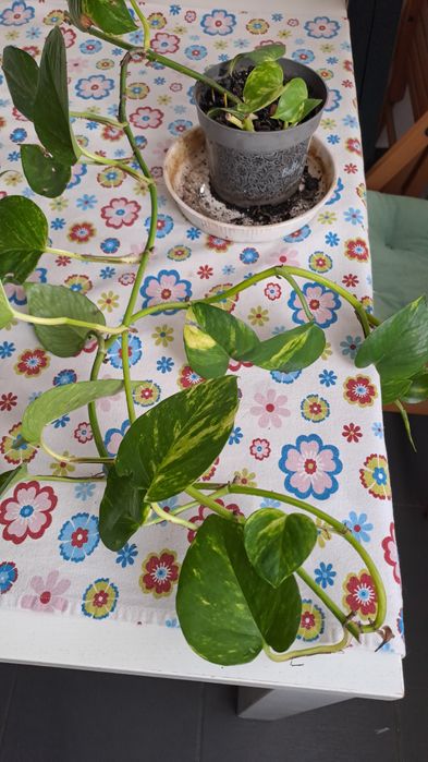 Plantas de Photos