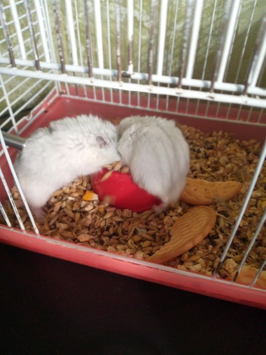 Джунгарский хомяк