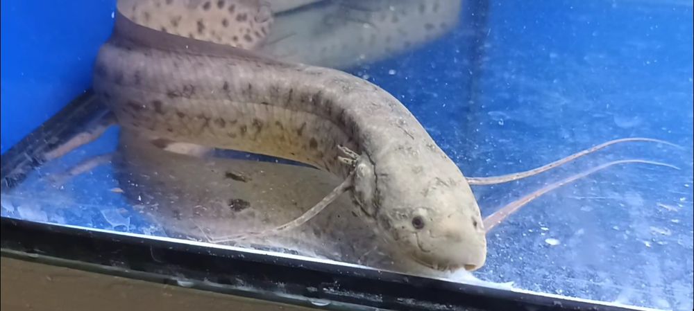 Prapłetwiec brunatny - Skrzelec - Protopterus 30cm. Cetarius