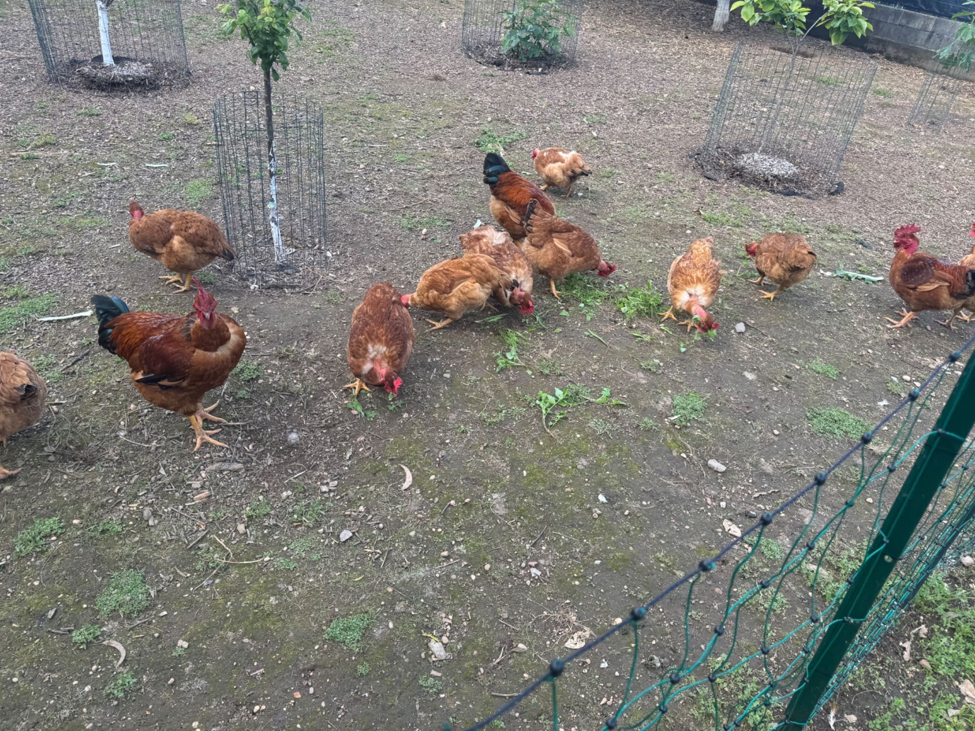 Vendo Ovos caseiros