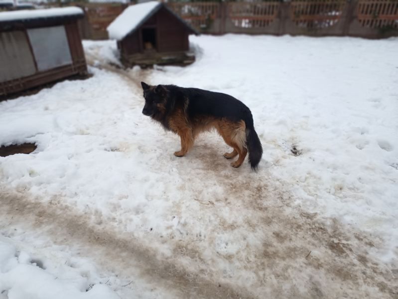 Oddam psa owczarek niemiecki