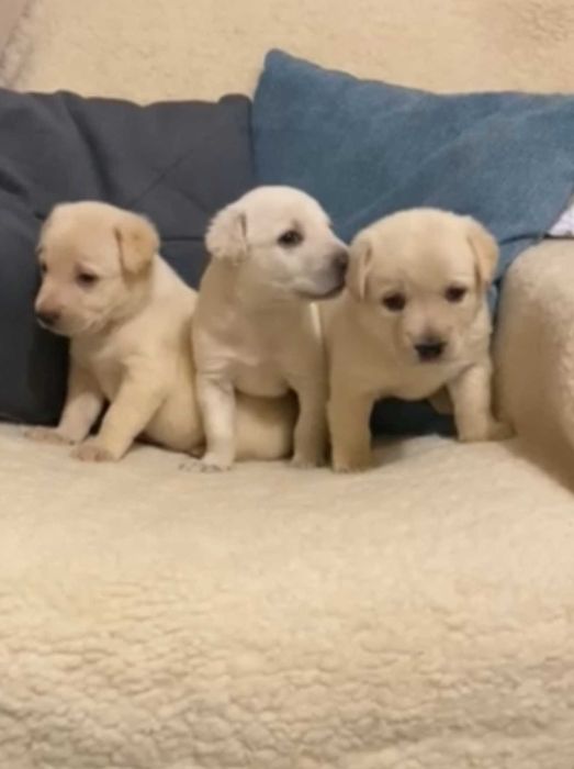 Цуценята тільки в добрі ручки метиса лабрадора