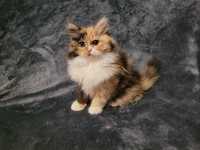 Śliczna kociczka perska