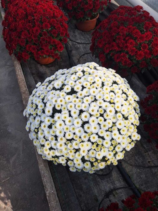 Chryzantemy hurt detal