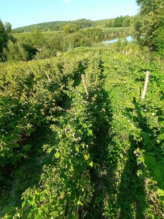 Саджанці ремонтантної  малини маравіла, джоан джей.