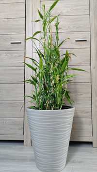 Dracena Sandera (Dracaena sanderiana), roślina bambus, Lucky Bamboo