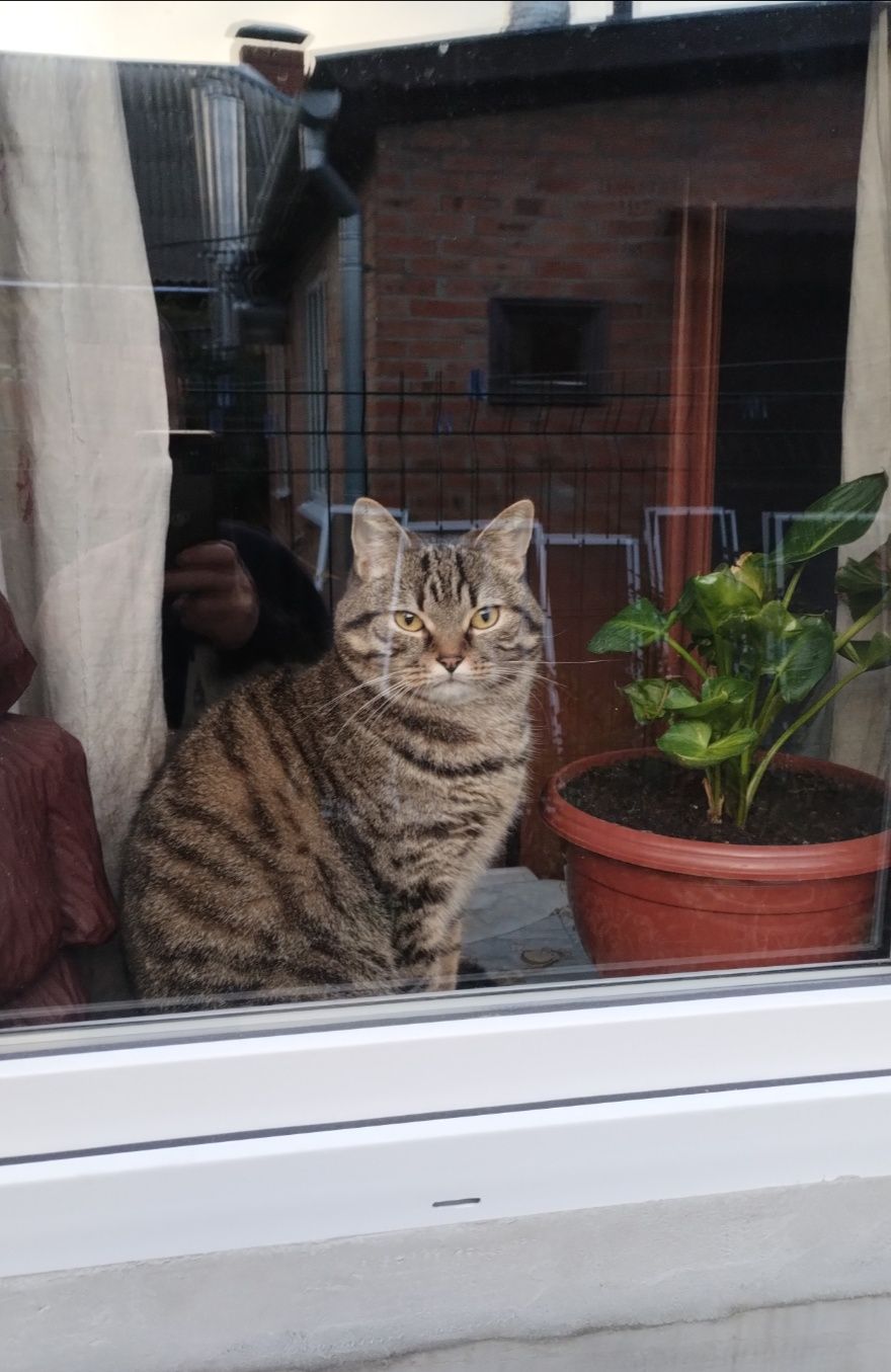 Шукаємо котика !