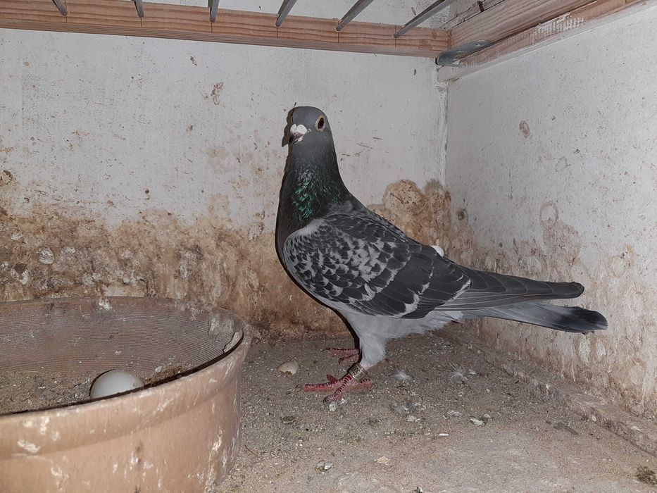 pombos correios reprodutores