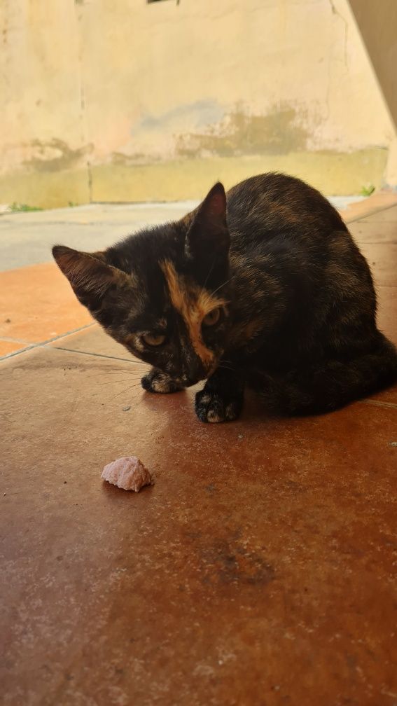 Gata para adoçar