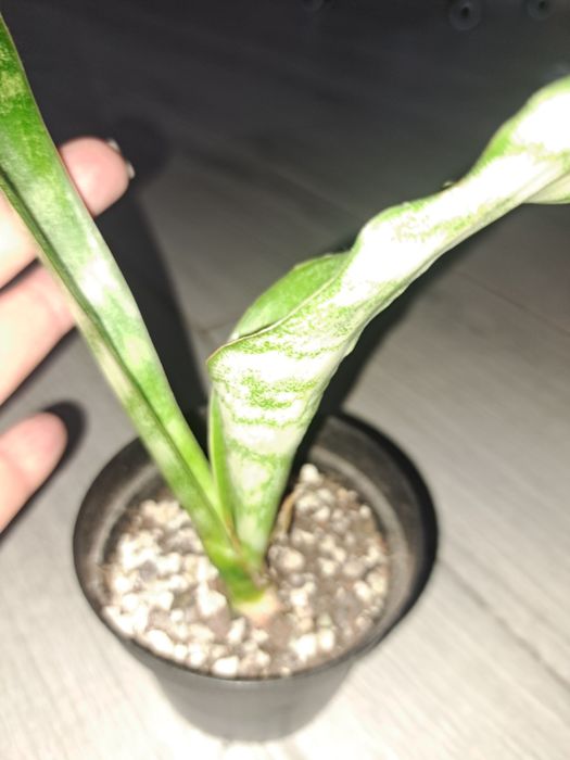 Аубрутіана варієгатна і аубрутіана nite lite