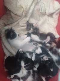 Gatinhos bebés para adopção