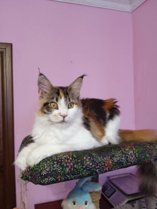 Прекрасна трьох колірна мейн куночка