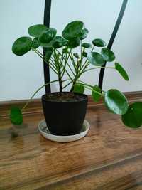 Pilea pieniążek roślinka