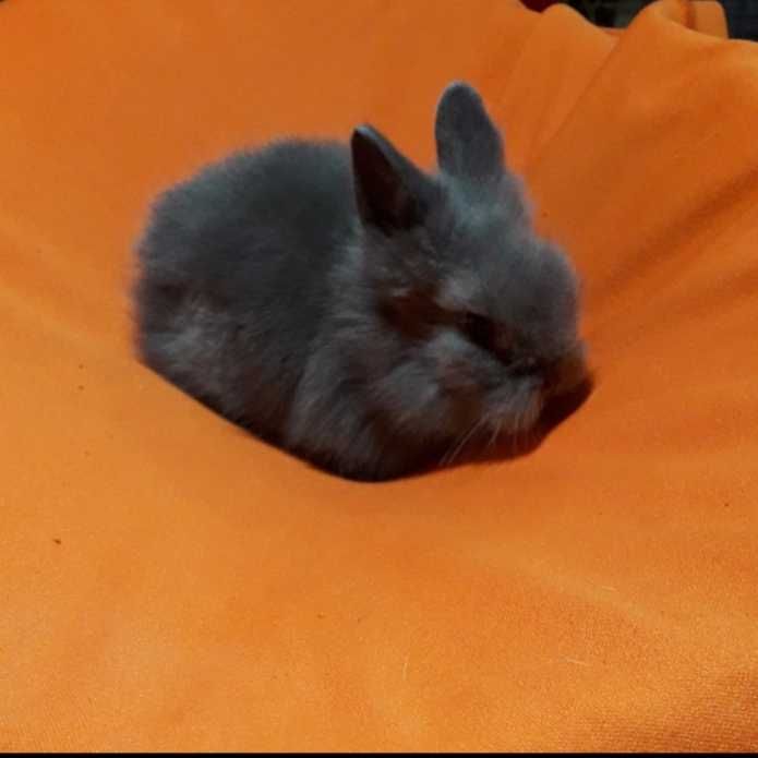 Декоративні кролики,  карликовий кролик