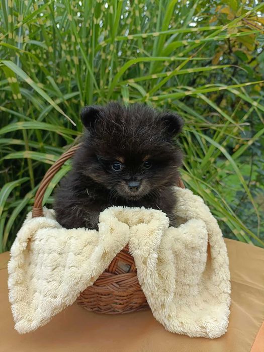 Wzorcowy Mały Szpic i wyjątkowym umaszczeniu Black and tan rodzice FCI