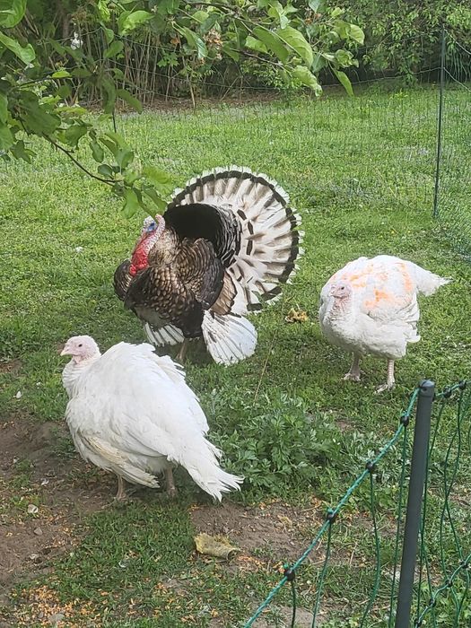 Indyki mięsne z wolnego wybiegu BIG 6 oraz gesi
