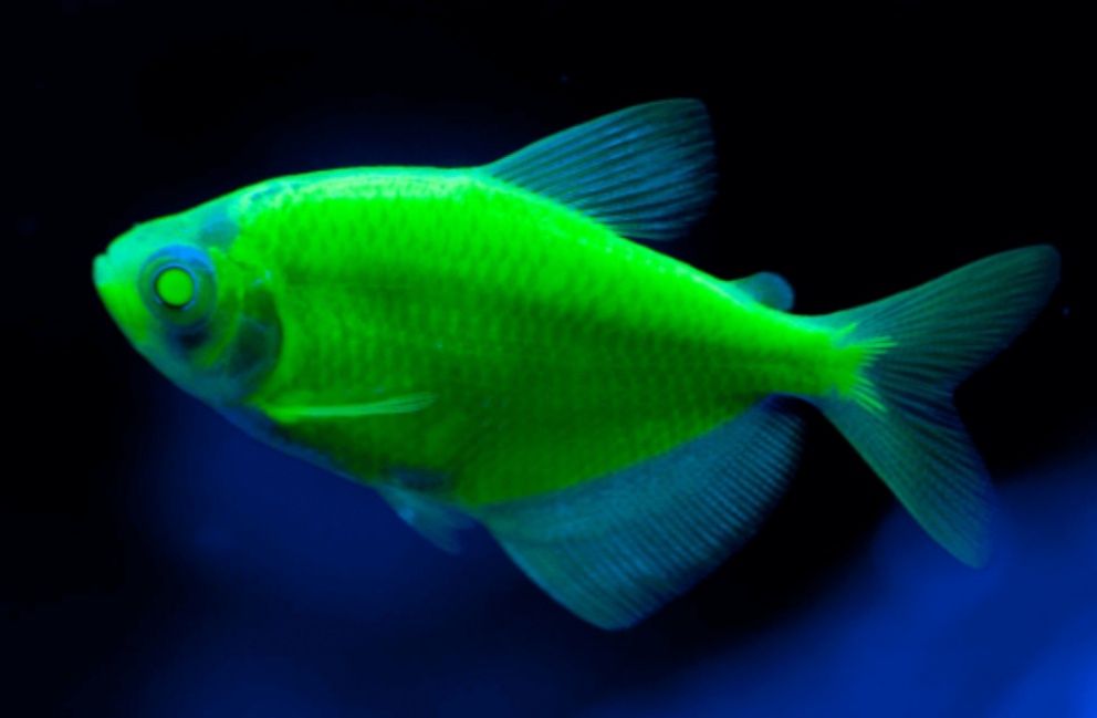 Продам акваріумних рибок