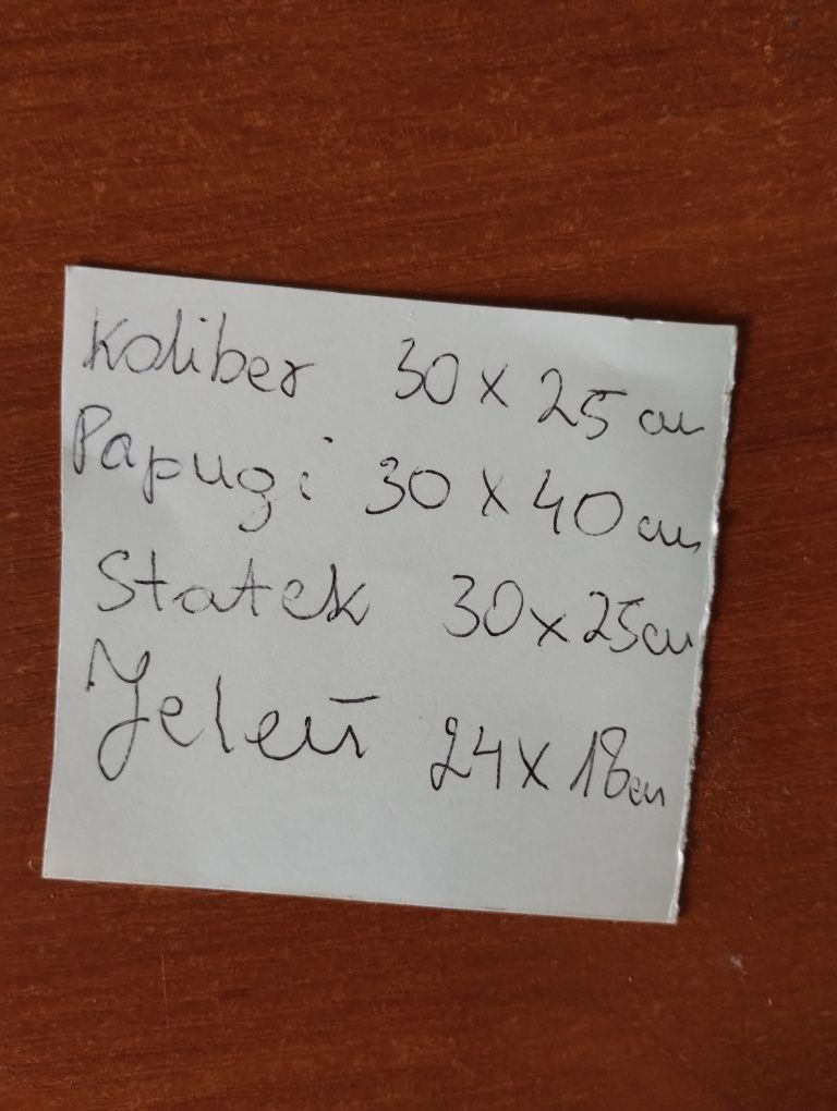 Obrazy papugi koliber statek jeleń