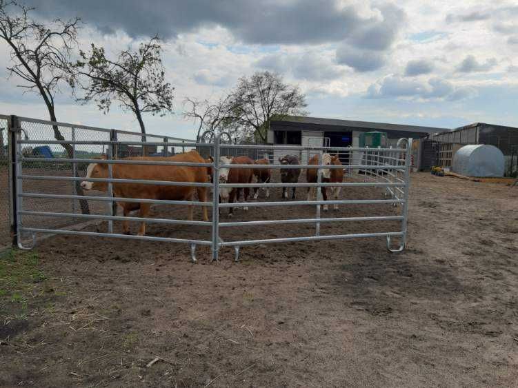 panele wygrodzeniowe, płoty, TEXAS , dla bydła cielaków 4