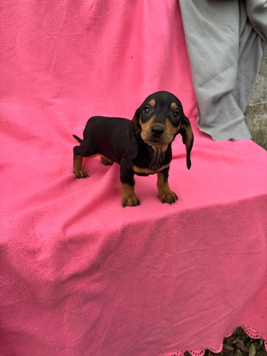 Teckel femea miniatura