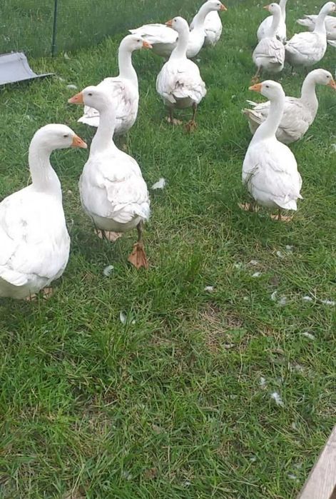 Gęsi tuszki ekologiczne