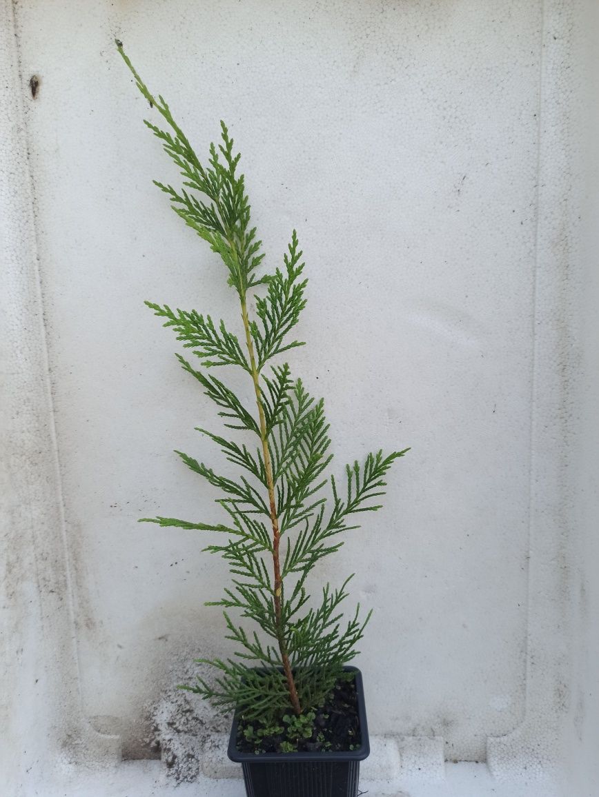 Cedros cupressus leylandii