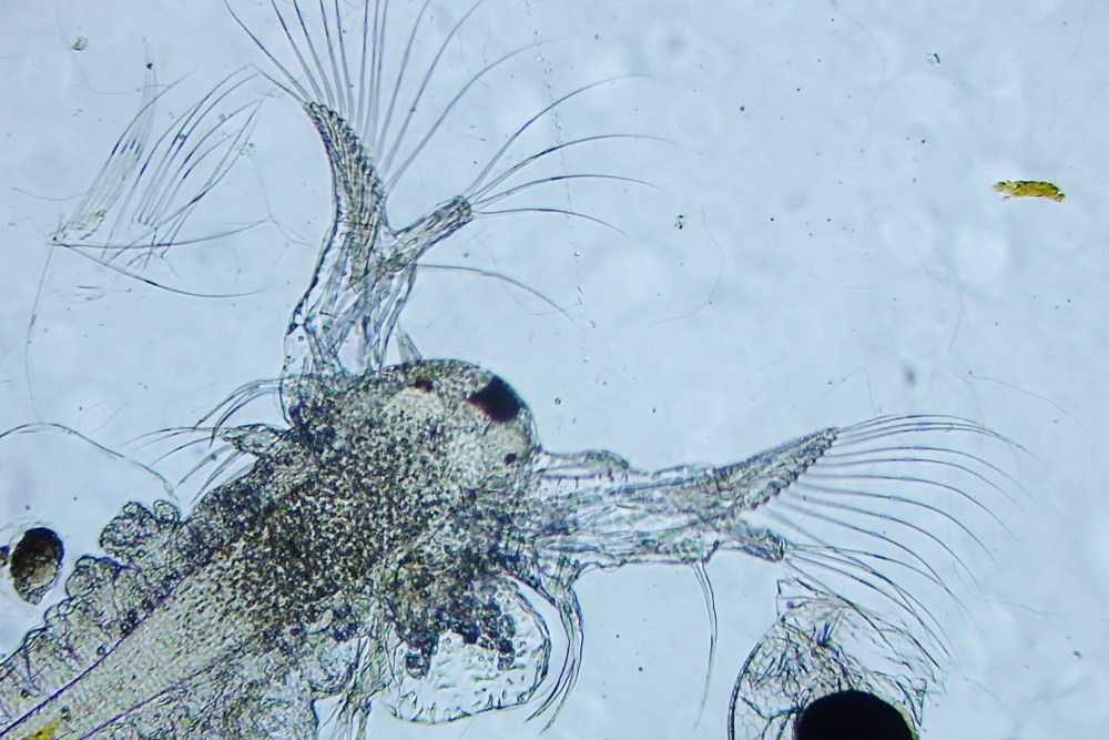 Żywy solowiec  (Artemia) - akwarium morskie.